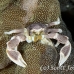 crab_porcelain_khy_lan_h_0042_tha0200.jpg